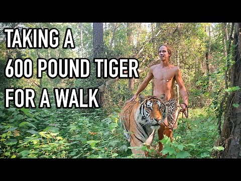 Kody Antle Walks With A 600 Pound Tiger! | Myrtle Beach Safari