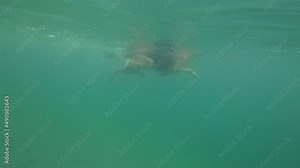 Funny dog dives, in the water of Montana lake. Underwater, slow-motion, shooting of swimming. German shepherd in see, turquoise water.