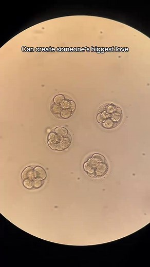The Miracle of Human Reproduction: A Beautiful Journey