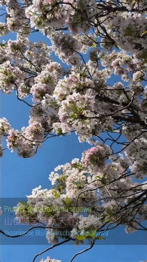 Prunus serrulata 'Amanogawa' | 山樱园艺品种 '天野川' | Japanische Blütenkirsche 'Amanogawa' #sakura