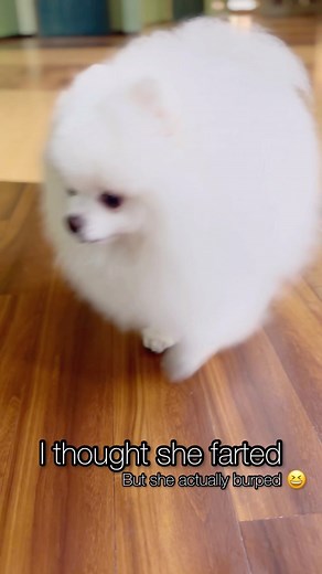 This is how a dog’s burp sounds 😆 #soundon #burp | OrkYeh