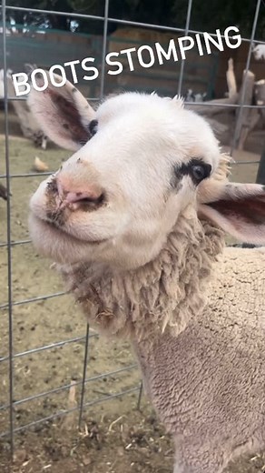 Get ready for some barnyard boogie! 🐓💃 Whether it’s hooves, boots, or bare feet, the dance floor is always open. Who’s got the best moves—humans or farm animals? 🎶 Come join the fun at www.thefarmzion.com! #thefarm #hurricaneutah #fisherfamilyfarm #thefarmzion #farmlife #farmfun #dancing #animals #farm #southernutah | The Farm
