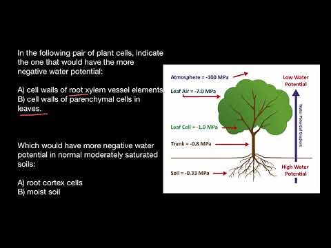 Water potential in Plants | Osmosis