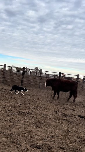 J Crazy J Stockdogs on TikTok