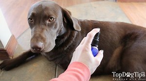 How To Make Homemade Dog Itch Spray