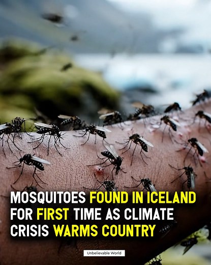 For the First Time Ever — Iceland Has Mosquitoes It finally happened. On October 21, 2025, scientists in Kiðafell, Kjós, discovered three mosquitoes — two females and one male — marking the first official record of the insects in Iceland’s history. They were identified as Culiseta annulata, a hardy species found across Europe and North Africa — one known for surviving the cold. ❄️ Experts say it’s a clear sign of climate change. Iceland is now warming nearly four times faster than the northern h