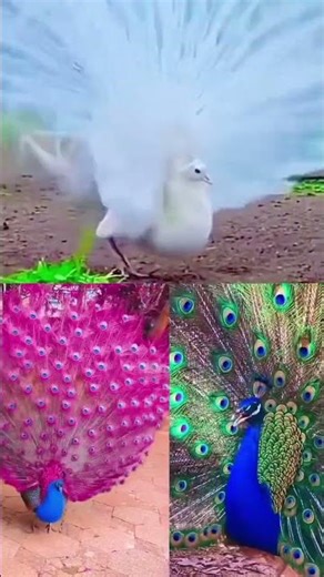 3 colour full Peacock Dancing video, Peacock beauty #animals #naturephotography #wildlife , share