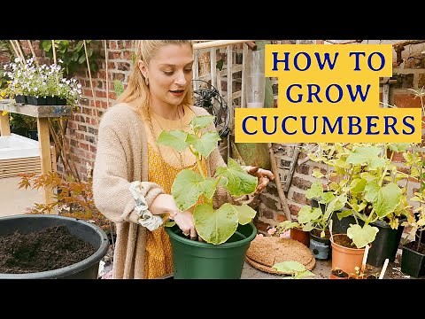 How To Grow Cucumbers