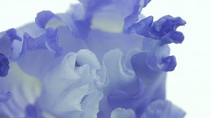 Beautiful Spring Blue Iris Flower Bud Stock Footage Video (100% Royalty-free) 1080042626 | Shutterstock