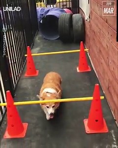 1.4M views · 20K reactions | There are two types of dog  | UNILAD | Facebook