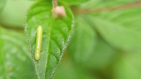 clip-3998962203-macro-small-green-caterpillars-on-leaves
