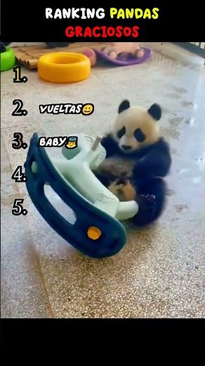 😂TOP 5 MOMENTOS MÁS GRACIOSOS DE PANDAS😂