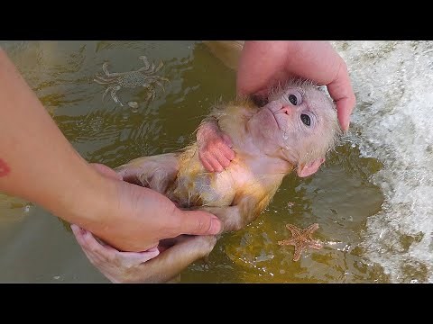 Poki Goes to the Beach to Learn to Swim and Explore Fishing