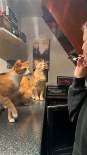 The best pranks on cats #cat #cats #funny #catvideos #prank