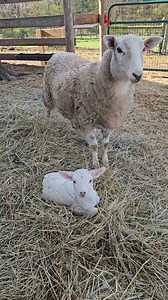 Surprise Baby Lamb is Born | Country View Acres