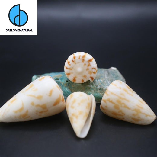 Conus Phasmoconus Collisus Seashells: Natural Beach Decor, Shell Art - Etsy