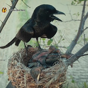 Mother black bird eating poop of her own babies and not throwing it | Review Bird Nest