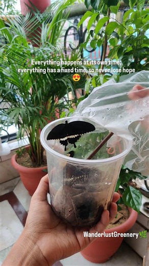 @wanderlust_greenery on Instagram: "Caterpillar to Butterfly🦋 - Witnessing the caterpillar's transformation into a butterfly is a reminder that patience and faith can lead to the most beautiful outcomes🐛 Got inspiration from @plantscorner_ @hrpatel__naturelover 🦋 #caterpillar #butterfly #pupa #plants #gardening #reels #song #greenery"