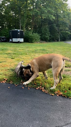 If you’re a mastiff owner, you know these noises aren’t fighting… It’s PLAYING! The growls, the roars, the heavy thuds on the floor… it can sound like a safari in the living room. Mastiffs are often time related to large cats…so you can’t be surprised when they sound like lions!!🦁 Does your dog make similar noises when they play?? Also…what do you think about Admiral’s pounce haha?! | Timber Ridge Mastiffs