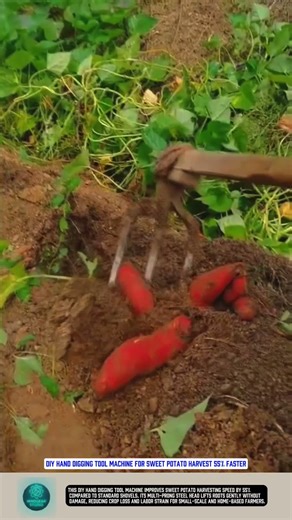 DIY Hand Digging Tool Machine for Sweet Potato Harvest 55% Faster