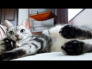 秋の夜長に付き合わされて…マンザラでもない猫 -Before cat start sleeping through the night