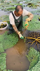 850K views · 3.4K reactions | Gorgon Fruit Harvest from Farm & Enjoy Rural Farming Life | Amazing Foxnut #virals #fypviralシ | Md Samim Ashraf 02 | Facebook