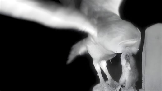 Owls eat Rats project offers hope to farmers and wildlife