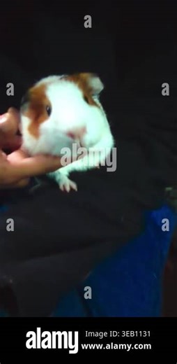Close-up video of a cute guinea pig being gently petted, showing soft fur, calm expression, and affectionate interaction in an indoor setting Stock Video Footage - Alamy
