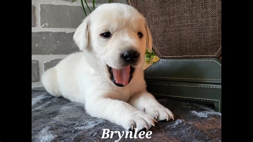 Puppies!!!! With their big, innocent eyes and soft, fluffy fur they are absolutely adorable!!🐾They are cuddly, loving, and always eager for attention or tummy rubs!❤️ | Crystal Acres Labrador Retrievers