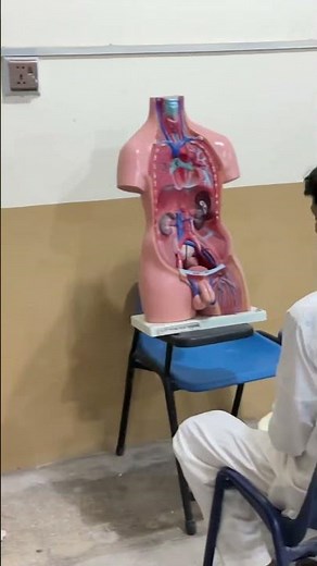 Anatomy Viva/Ospe #exam