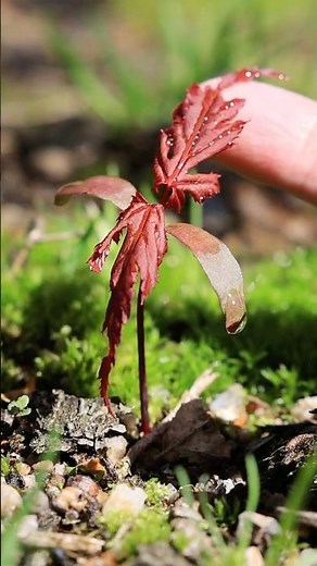 Spring 2026, new maple buds have appeared! #bonsai #bonsaitree #gardening