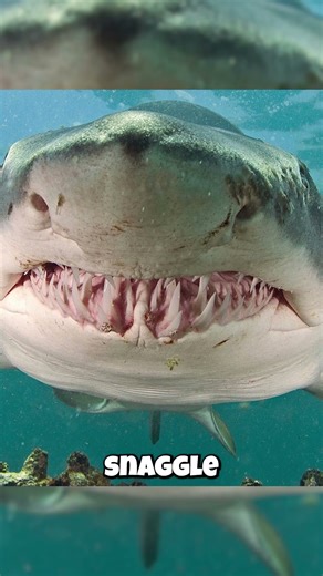 The Shark With a SECRETIVE Terrifying Smile?! 🦷🤯