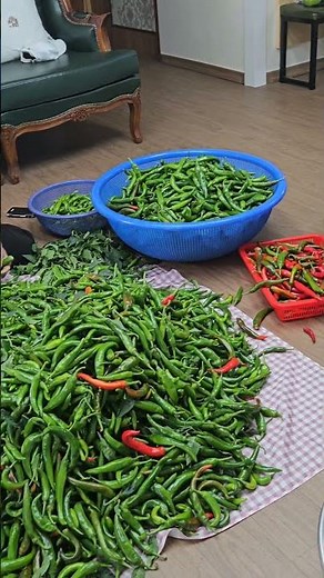80살시골엄마 서천가서따온 맥신맥신헌 고추