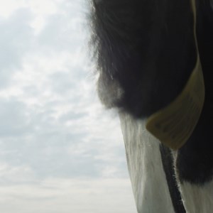 COW: the stunning, immersive new documentary from FISH TANK and AMERICAN HONEY director Andrea Arnold. | MUBI