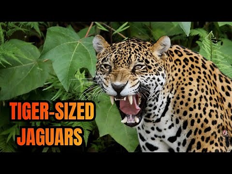 The Evolution Of The Jaguar