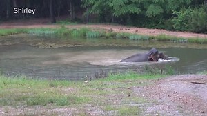 68-year-old Asian #elephant Shirley fully submerges in her habitat’s pond on a rainy spring day at The Elephant Sanctuary in #Tennessee. Visit www.elephants.com/elecam to see more. | The Elephant Sanctuary in Tennessee
