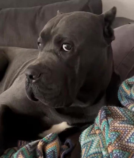 El perro más feliz del mundo: ¡sonrisas garantizadas!