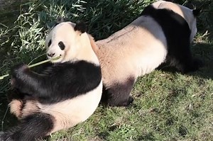 Male panda opts for snacks over sex with mate in hilarious video
