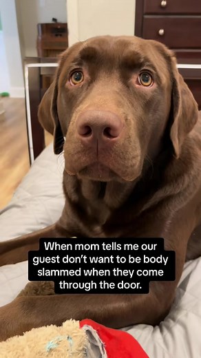 Understanding Dog Behavior: Chocolate Labs Explained