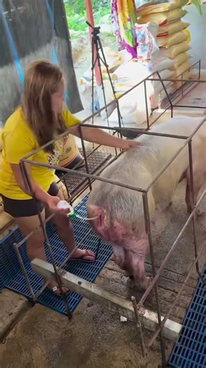Raising Pigs Naturally | Village Farm Life #NaturalFarming #PigLife #FarmLife