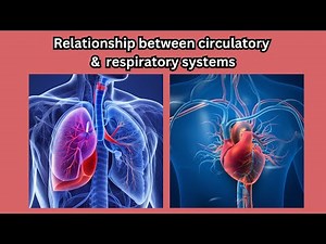 Understanding the relationship between respiratory and circulatory systems
