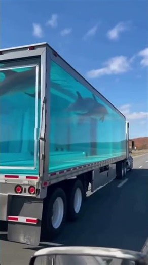 Dolphin Delivery in Motion 🐬