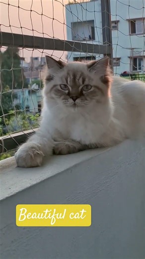 Beautiful cat 😻 #catshorts #ytshorts #cutecats