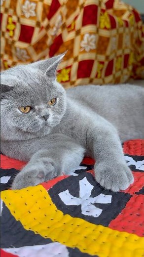 String Game Makes This Cat Go Crazy 😻 So Addictive!