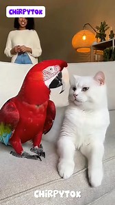 Cat Hugs Gone Wrong 🐱🦜 #funnyparrot #cat | ChirpyTok