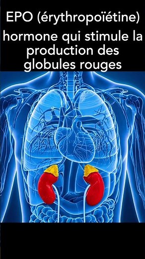 2 essential hormones produced by the kidneys