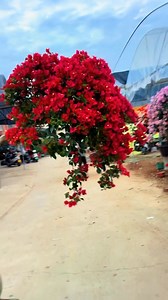 Hoa giấy đỏ | Trung Nguyên Garden