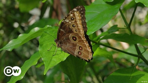 A butterfly forest encourages conservation work