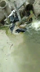 Large Monitor Lizard in Bangladesh 🇧🇩 🦎 Watch it till the end! | Bengali Problems