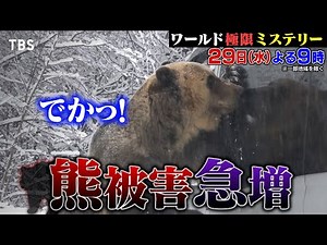 クマ異常出没！頭を噛まれた男性が衝撃告白!! 11/29(水)『ワールド極限ミステリー』【TBS】